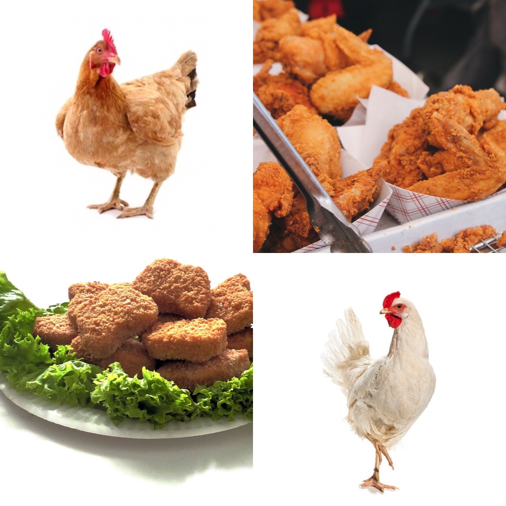 chicken